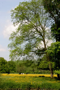 Ch&acirc;teau de Gerb&eacute;viller