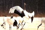 LE PEUPLE MIGRATEUR