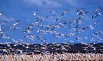 LE PEUPLE MIGRATEUR