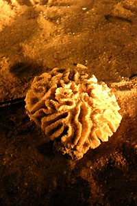 Aquarium