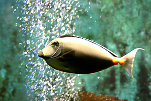 Aquarium