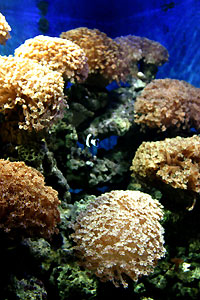Aquarium