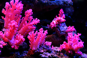 Aquarium