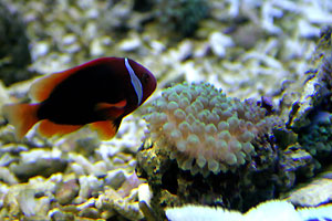 Aquarium