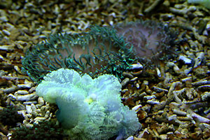 Aquarium