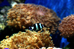 Aquarium