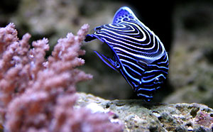Aquarium