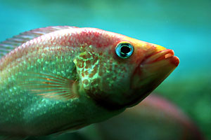 Aquarium