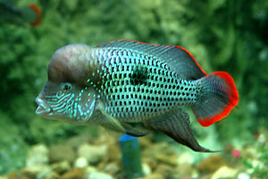 Aquarium