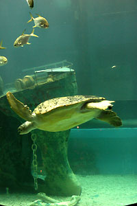 Aquarium