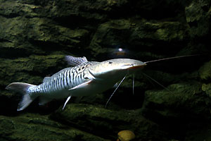 Aquarium