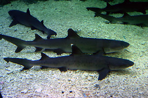 Aquarium
