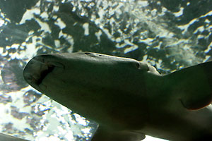 Aquarium