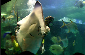 Aquarium