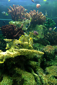 Aquarium