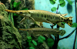 Aquarium