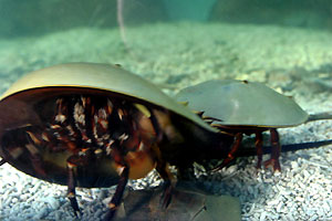 Aquarium