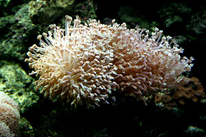 Aquarium
