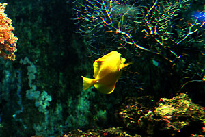 Aquarium