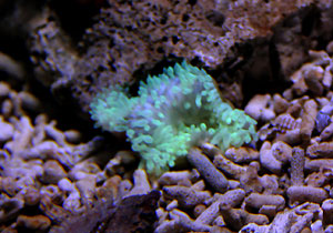 Aquarium