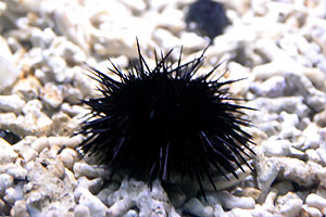 Aquarium