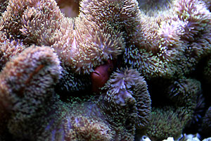 Aquarium