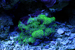 Aquarium
