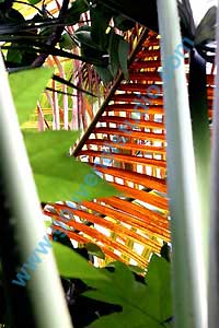 Jardin Botanique du Montet