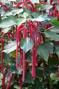 Jardin Botanique du Montet