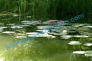 Jardin Botanique du Montet
