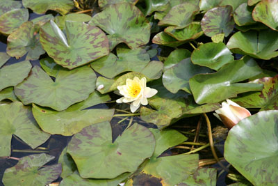 Jardin Botanique Nancy