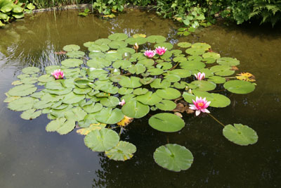 Jardin Botanique Nancy