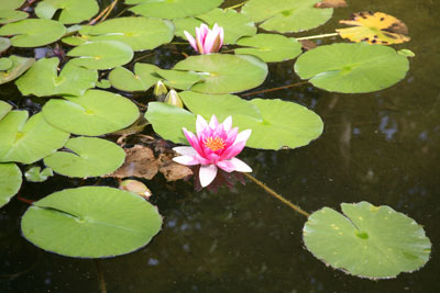 Jardin Botanique Nancy