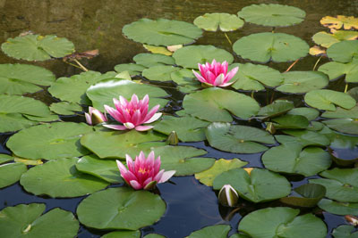 Jardin Botanique Nancy