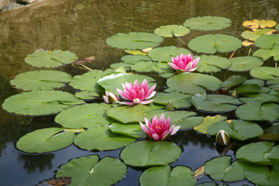 Jardin Botanique Nancy
