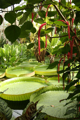 Jardin Botanique Nancy