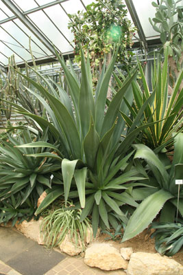 Jardin Botanique Nancy