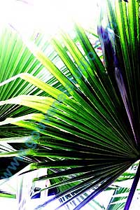Jardin Botanique du Montet