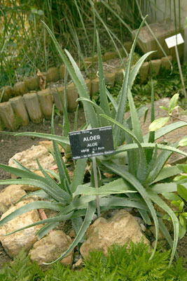 Jardin Botanique Nancy