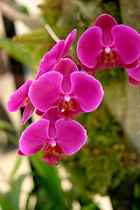 Orchid&eacute;e