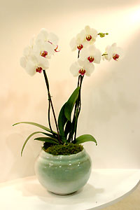 Orchid&eacute;e
