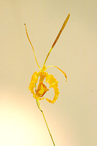 Orchid&eacute;e