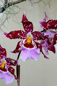 Orchid&eacute;e