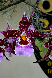 Orchid&eacute;e
