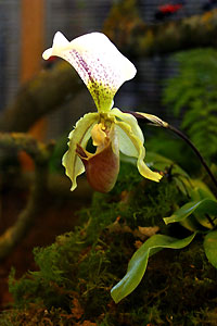 Orchid&eacute;e