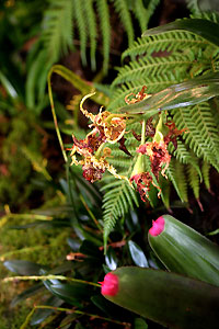 Orchid&eacute;e