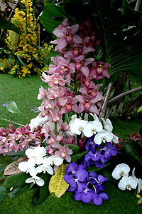 Orchid&eacute;e