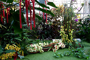 Orchid&eacute;e