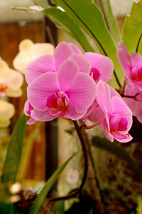 Orchid&eacute;e