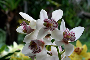 Orchid&eacute;e